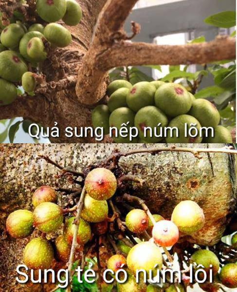 3 cách muối sung ngon ăn giòn, chua ngọt, không chát để được lâu