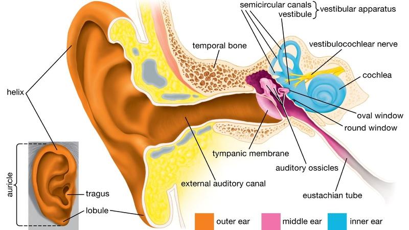 Màng nhĩ có cấu tạo như thế nào? Các bệnh lý về màng nhĩ 1