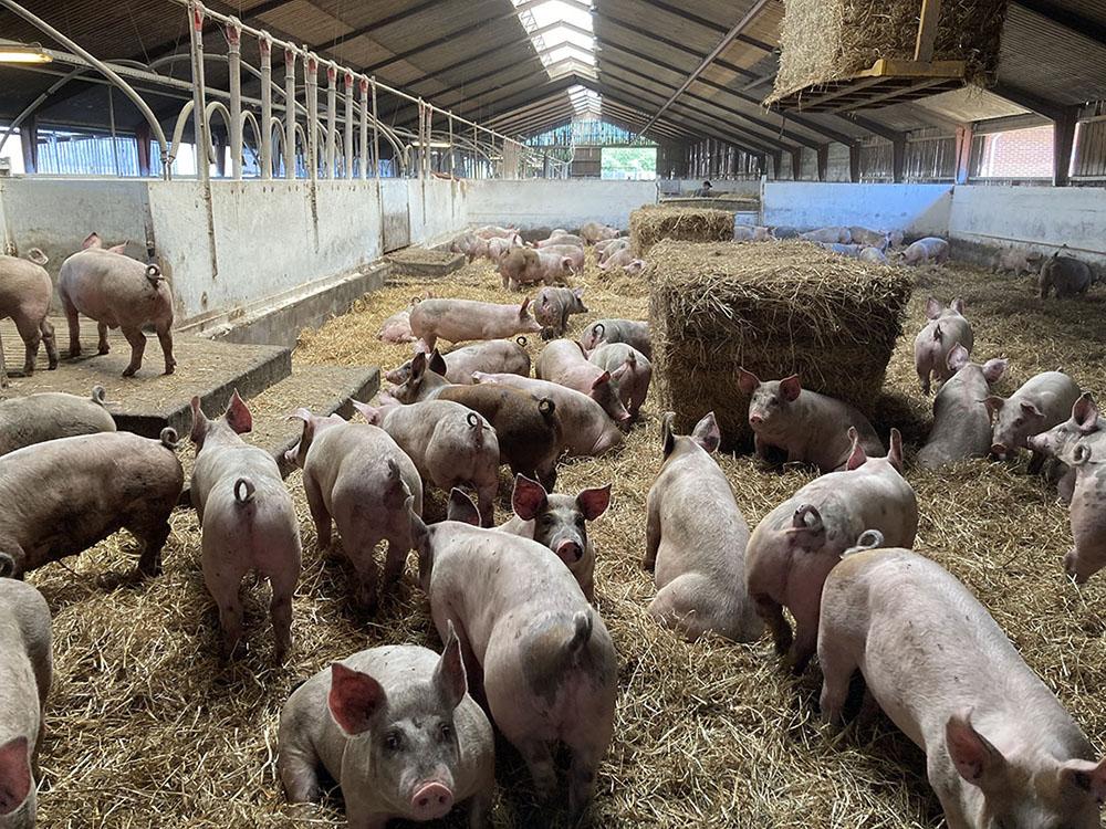 Ở nước ta, chăn nuôi lợn tập trung ở vùng nào?