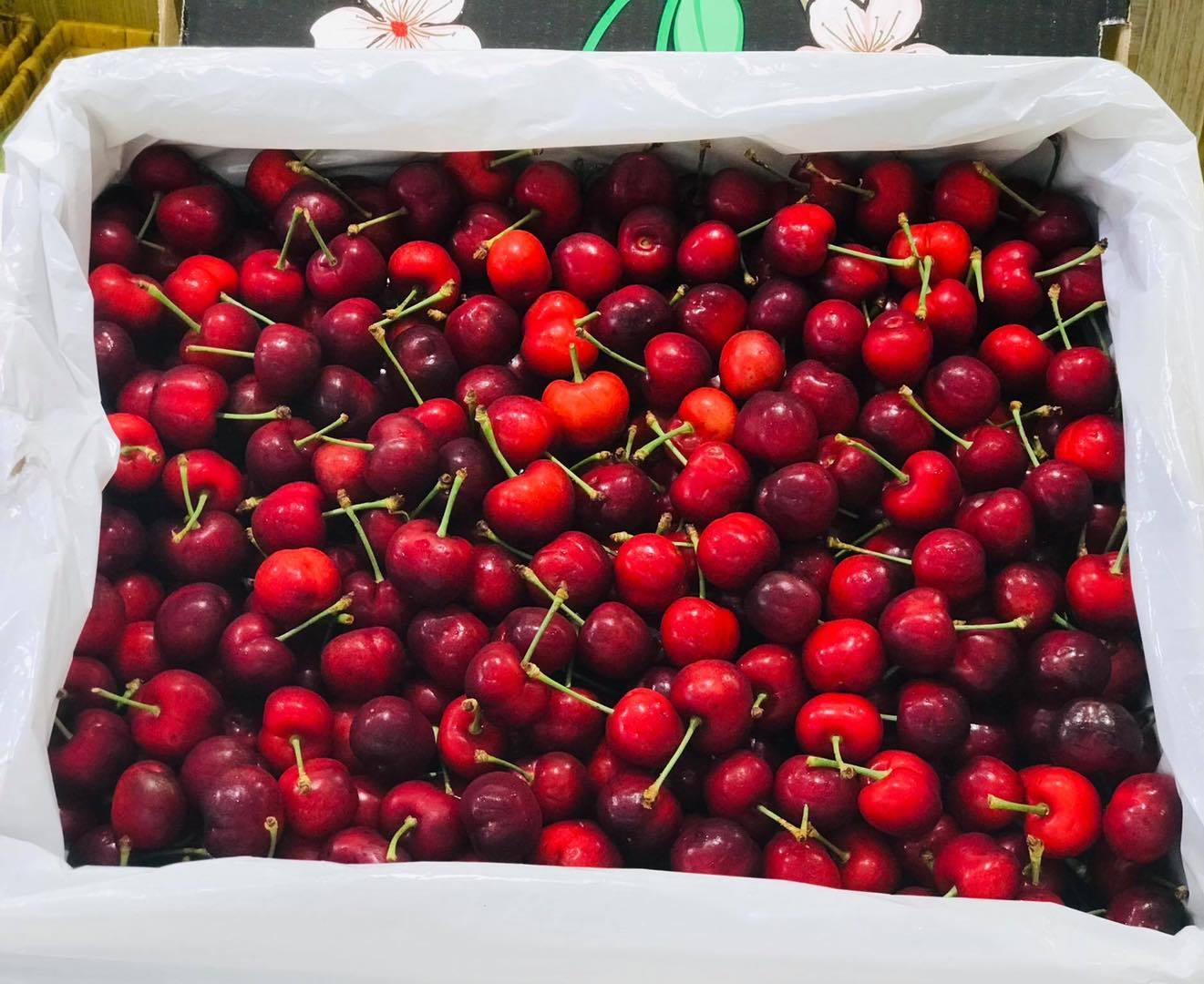 Cherry nhập khẩu tại Hà Nội | Hoa Quả Sạch Fuji Fruit | Hệ thống hoa quả sạch nhập khẩu Fuji