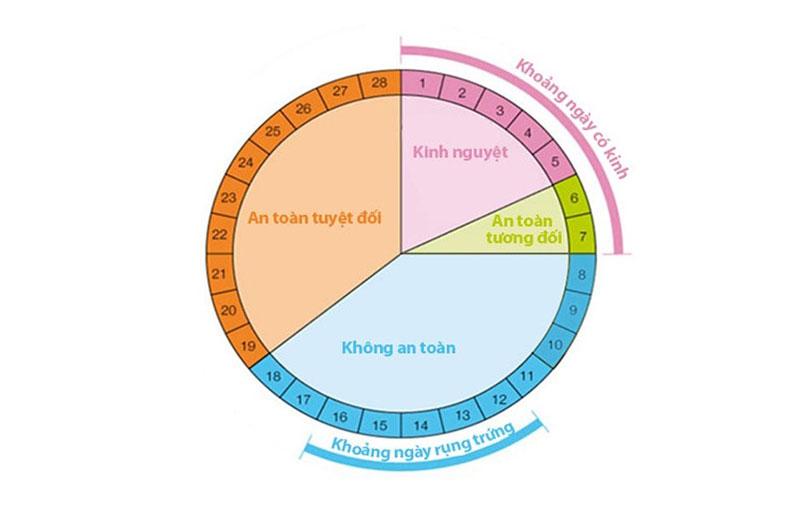 Chu kỳ trứng rụng của phụ nữ bình thường 