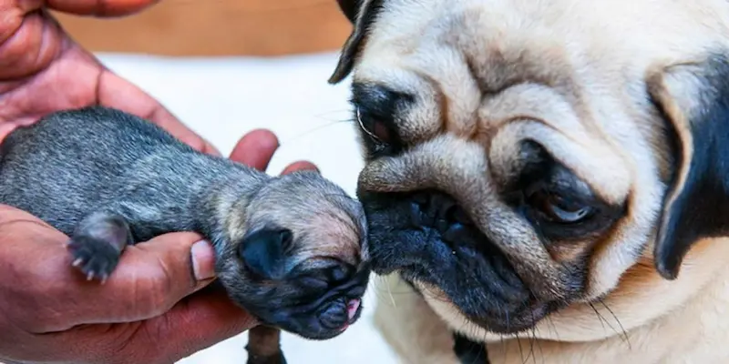 Hướng Dẫn Cách Chăm Sóc Chó Pug Con Mới Đẻ Tốt Nhất