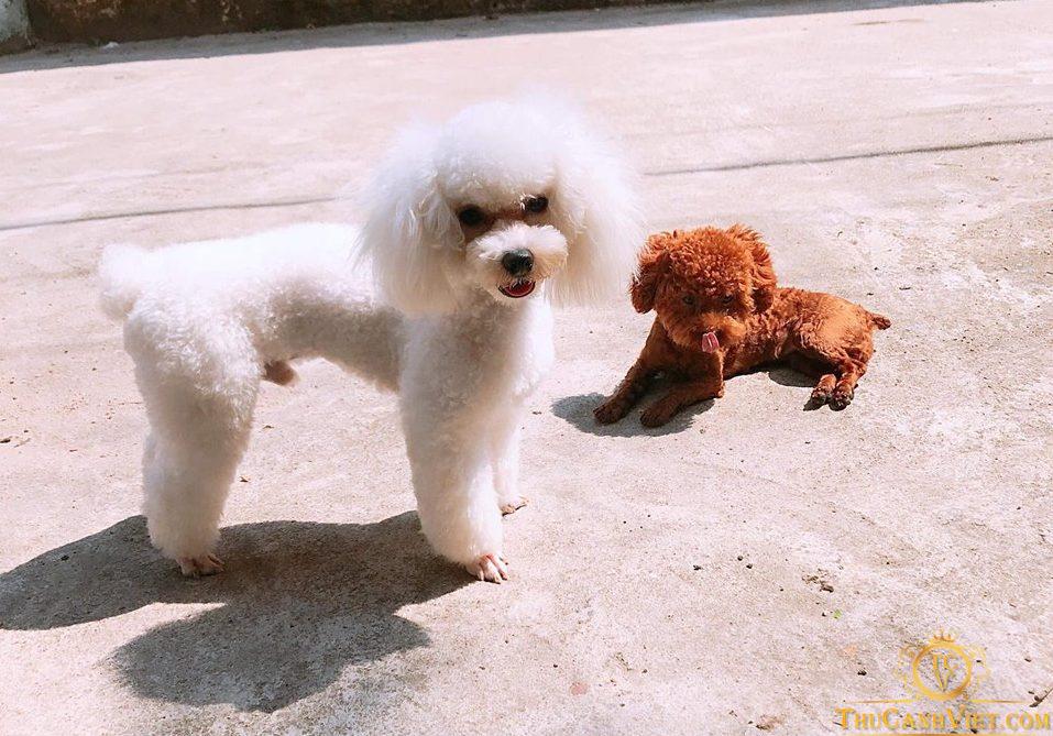 Chó poodle trắng đực và cún poodle nâu đỏ thả mình trong nắng