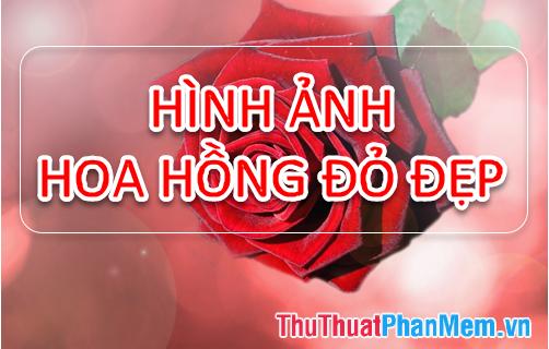 Bộ sưu tập hình ảnh hoa Hồng đỏ - Khám phá vẻ đẹp tuyệt vời của hoa Hồng đỏ