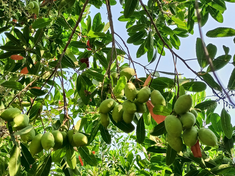 Trái cà na và những công dụng hữu ích 5