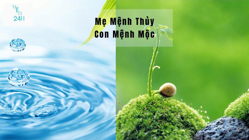 Mệnh Mộc và mệnh Thủy có hợp nhau không?