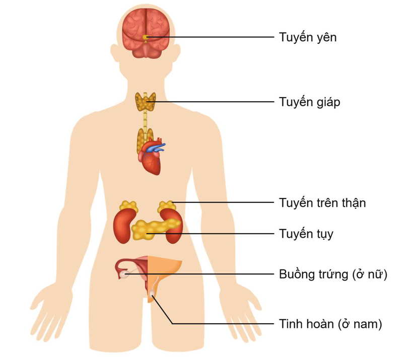 Mách bạn cách phân biệt tuyến nội tiết và tuyến ngoại tiết 1