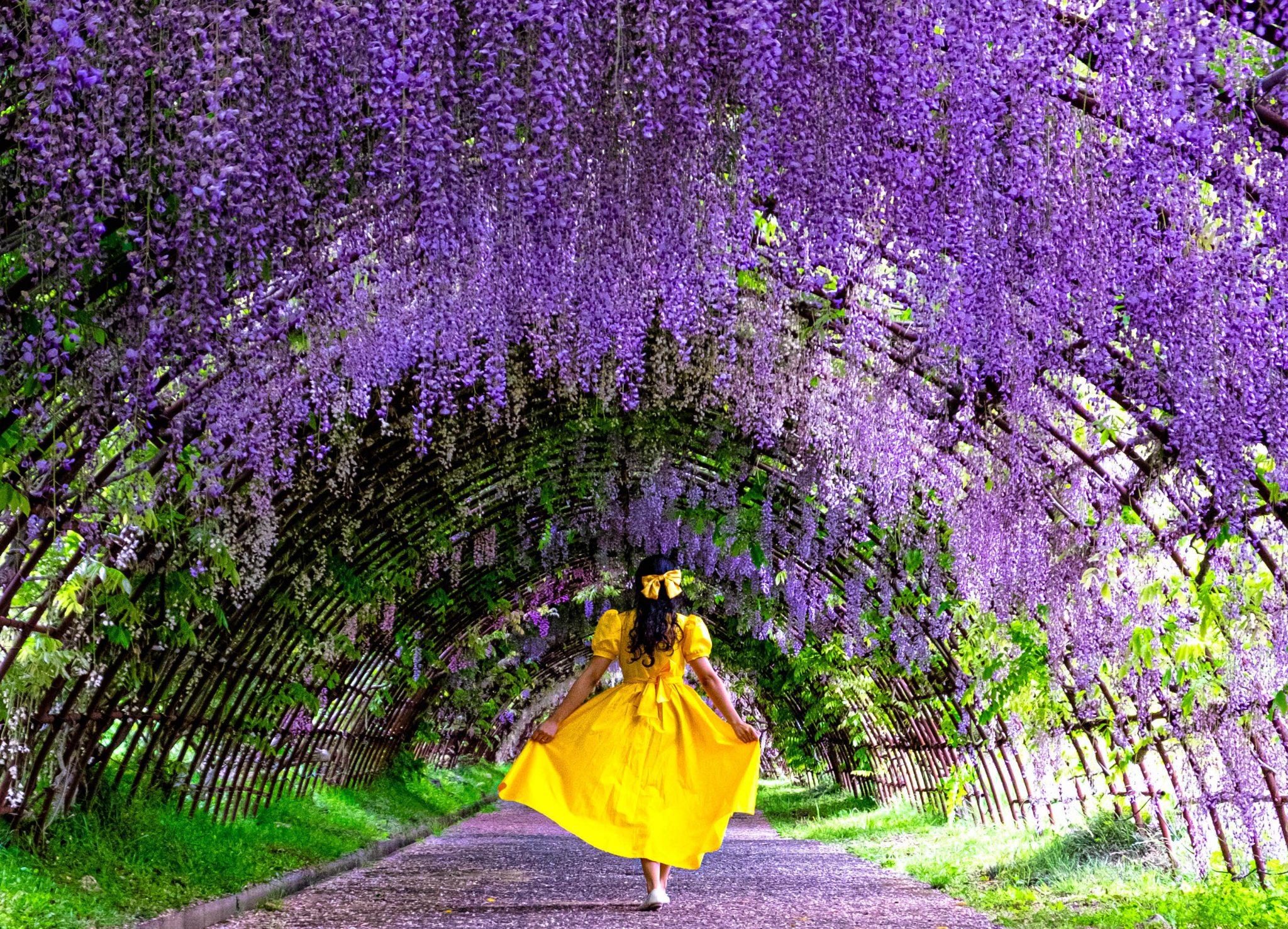 Vườn hoa tử đằng Kawachi Wisteria Garden Fukuoka