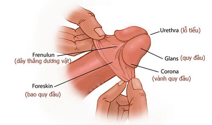 6 Lý do khiến Quy Đầu nhạy cảm và cách khắc phục Đơn Giản - Vật lý trị liệu