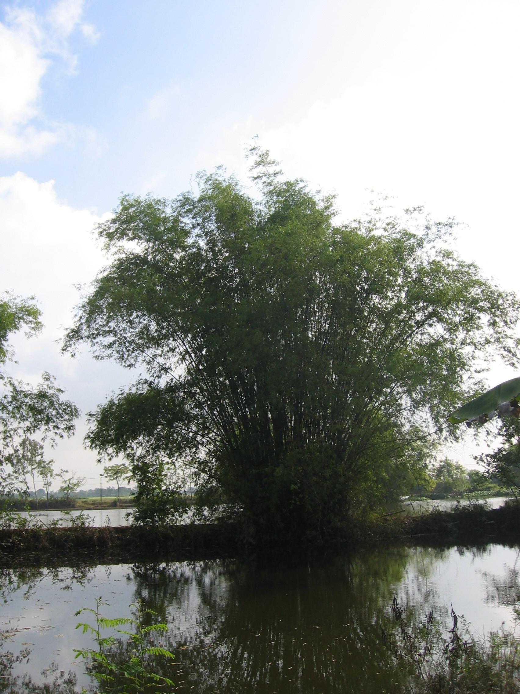 Bên bụi tre làng