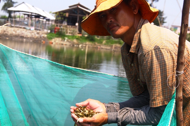 Làng biển vào mùa cá rò