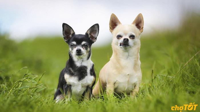 Chihuahua có nguồn gốc từ mêxico