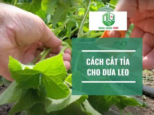 Hướng dẫn cắt tỉa cho cây dưa leo