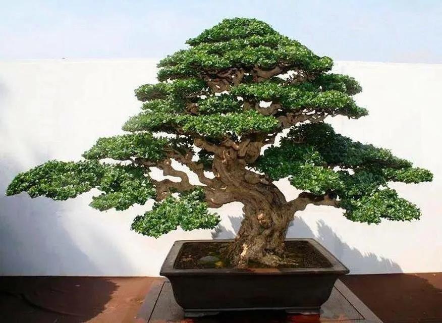 Cây trà Phúc Kiến (Carmona bonsai): Loại cây đẹp thường xuất hiện tại các cuộc thi bonsai