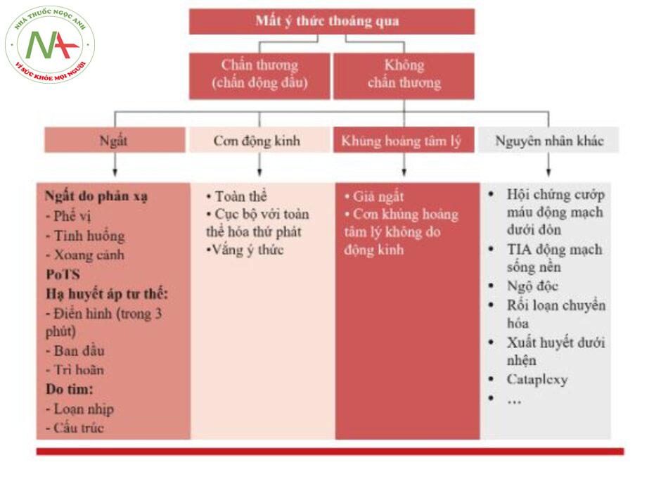 Mất ý thức thoáng qua: Định nghĩa, sinh lý bệnh, chẩn đoán và quản lý