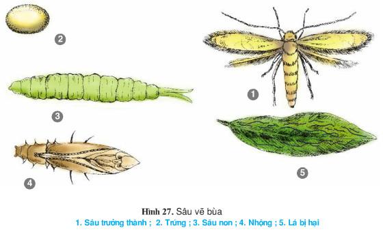 Thực hành bài 12 trang 58 SGK Công Nghệ 9 - Trồng cây ăn quả