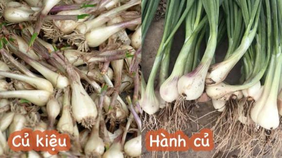 Củ hành và củ kiệu khác nhau thế nào? Tác dụng của chúng là gì?