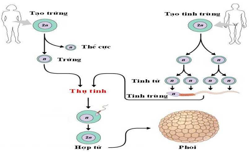 Lý thuyết Sinh sản hữu tính ở động vật| Sinh học lớp 11 (ảnh 1)