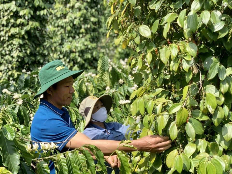 Giá tiêu hôm nay 16/5: tăng mạnh, thêm tới 3.000 đồng/kg tại Đông Nam Bộ