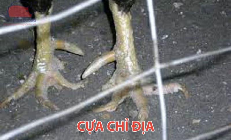 cua-chi-dia