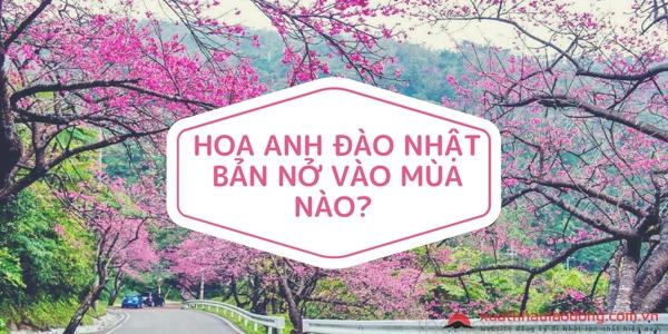 Hoa anh đào Nhật Bản nở vào mùa nào? Lịch ngắm hoa anh đào nở năm 2023