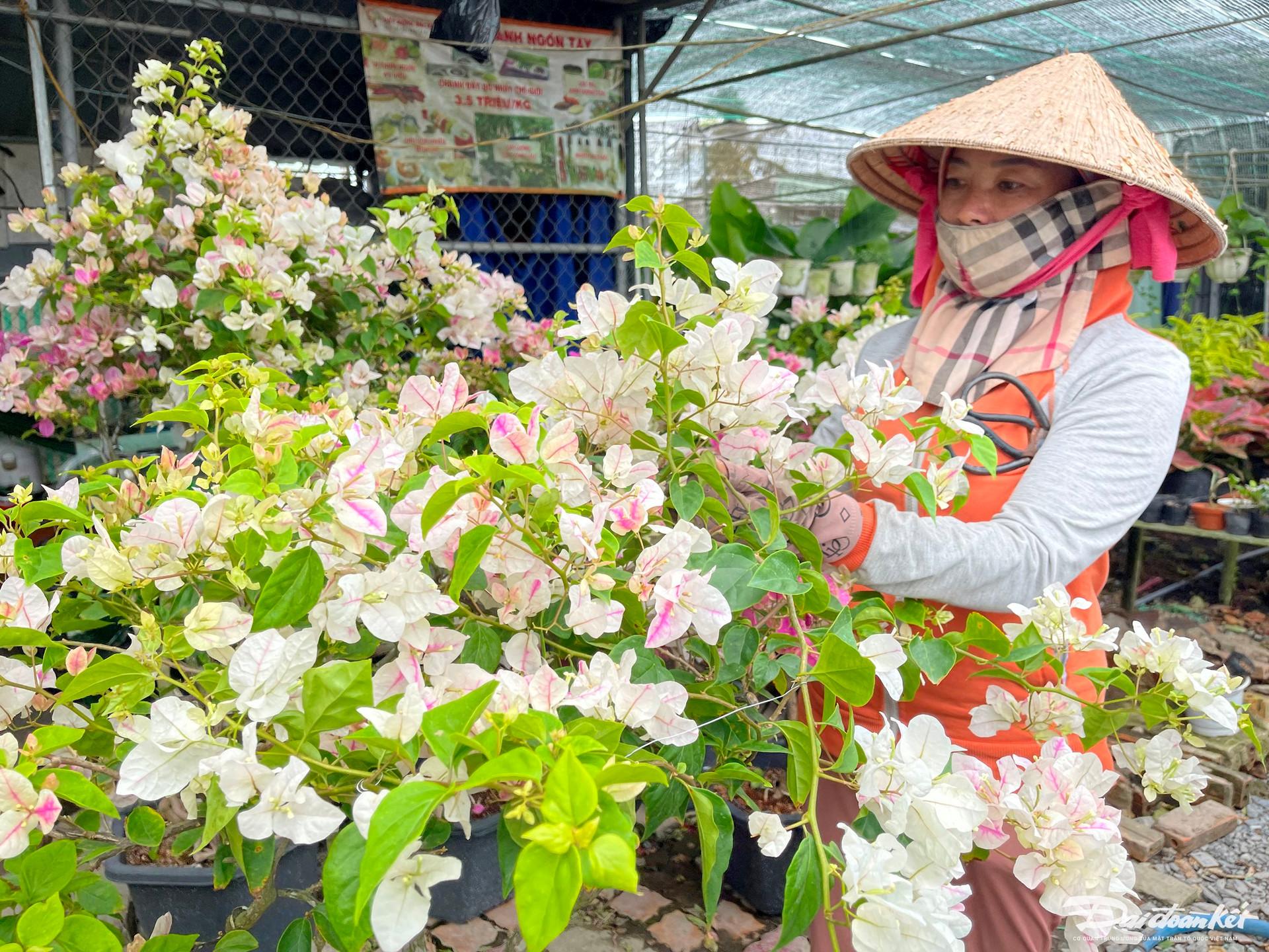 Làng hoa giấy Phú Sơn rực rỡ ngày đầu năm