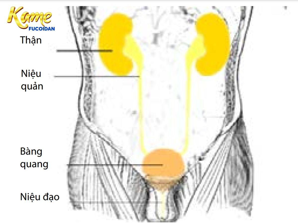 Nhiễm trùng tiểu là gì