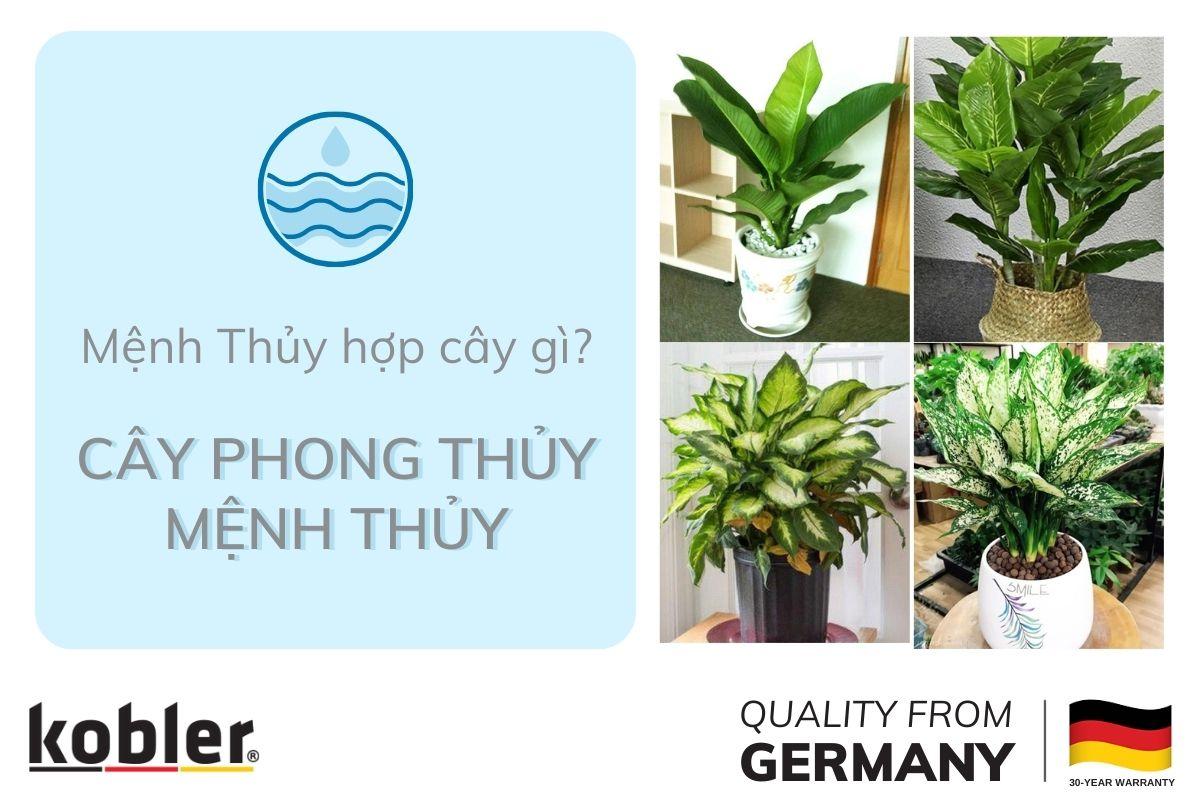 mệnh thủy hợp cây gì