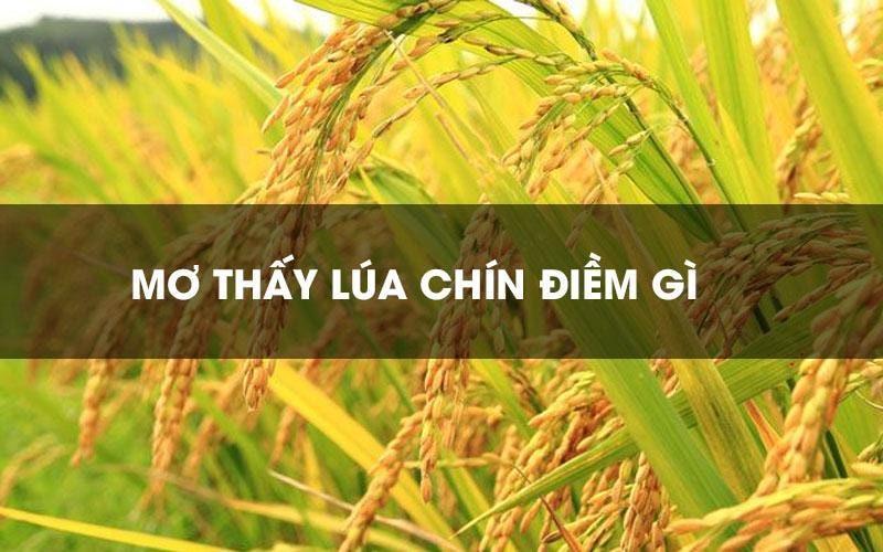 Nằm mơ thấy lúa chín đánh số gì? Giải mã giấc mơ