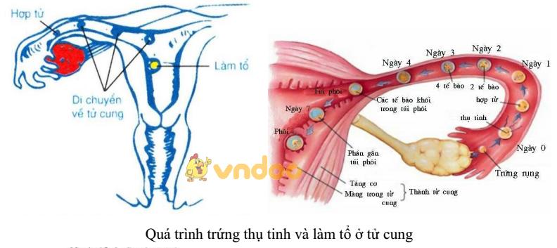 Sinh học 8 bài 62: Thụ tinh, thụ thai và phát triển của thai