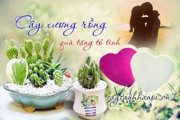 Cây Xương Rồng Quà Tặng Tỏ Tình Của Các Cặp Đôi