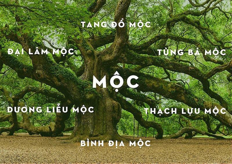 Mệnh Mộc hợp màu xe ô tô gì? Màu tương sinh và tương khắc