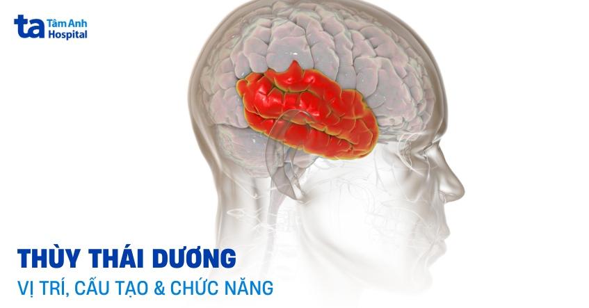 Thùy thái dương có chức năng gì? Vị trí và giải phẫu cấu tạo