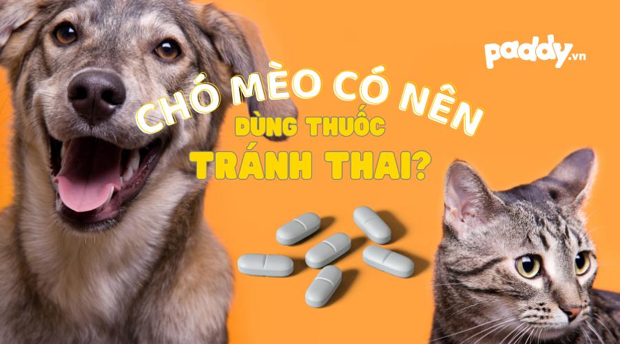 Có Nên Sử Dụng Thuốc Tránh Thai Cho Chó Mèo?