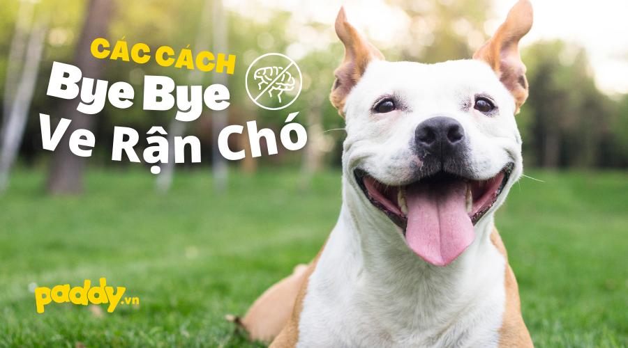 Mách Bạn Cách Trị Ve Rận Cho Chó Tận Gốc