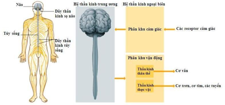 Trong các đặc điểm sau:

(1) Thường do tủy sống điều khiển

(2) Di truyền được, đặc trưng cho loài

(3) Có số lượng không hạn chế

(4) Mang tính bẩm sinh và bền vững

Có bao nhiêu đặc điểm trên đúng với phản xạ không điều kiện?