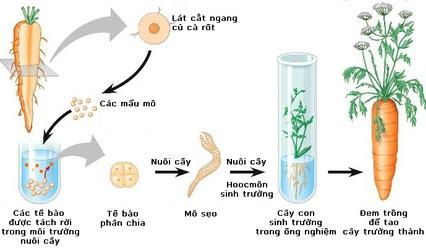 Giới thiệu một số công nghệ tiên tiến trong lĩnh vực trồng trọt công nghệ cao