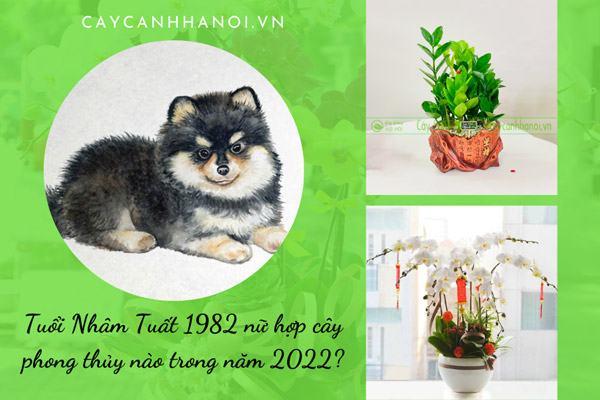 Tuổi Nhâm Tuất 1982 nữ hợp cây phong thủy nào trong năm 2022?