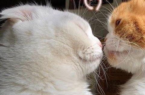 Chia sẻ hơn 65 avatar cute mèo đôi không thể bỏ qua - Tin Học Vui