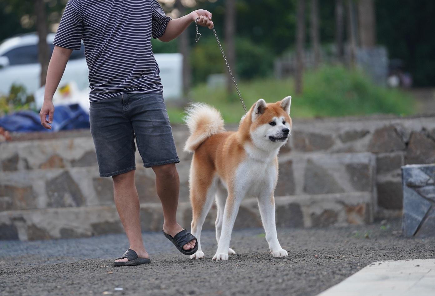 Akita Inu