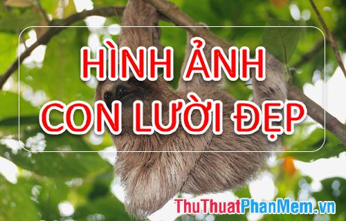 Bộ sưu tập hình ảnh đẹp nhất của con Lười