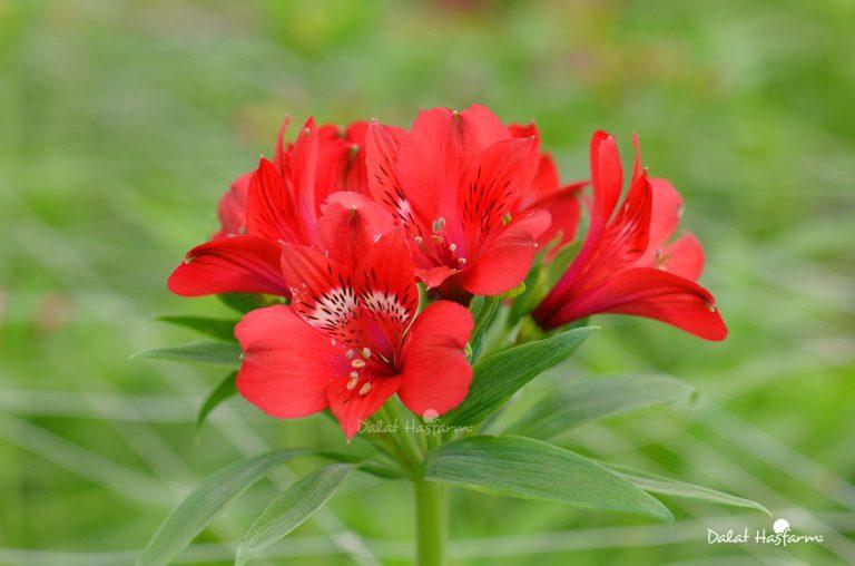 Thủy Tiên có tên khoa học là Alstroemeria, còn được gọi là Lily Peru hoặc hoa Ly của người Inca.