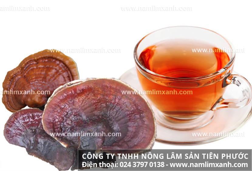 Nấm lim xanh chữa trị ung thư và cách dùng nấm lim xanh tránh tác dụng phụ