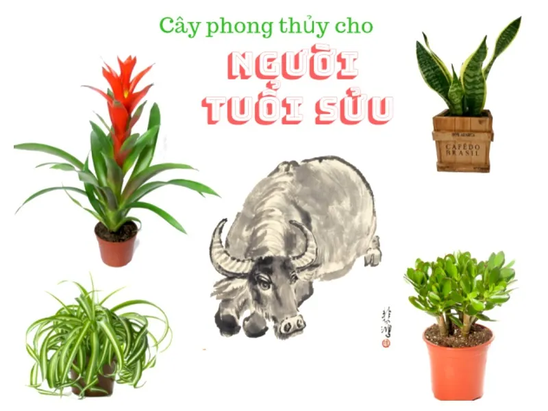 Hiện nay, cây phong thủy tuổi Sửu đang là vấn đề được rất nhiều người quan tâm và tìm hiểu