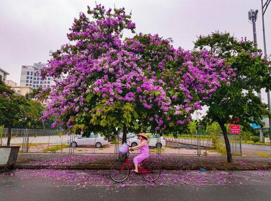 Hoa bằng lăng tím