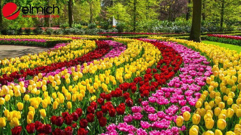 Hình 1: Bật mí đặc điểm và nguồn gốc của hoa tulip