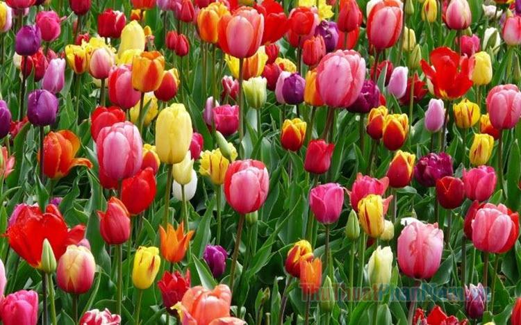 Hoa Tulip trắng mang theo ý nghĩa của sự thuần khiết và tinh khôi. Nhìn vào những đóa hoa này, chúng ta có thể tận hưởng không khí trong lành và hòa mình vào vẻ đẹp trời ban.