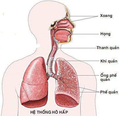 "Bản đồ cơ thể": Bạn đã hiểu rõ về cơ thể của mình?