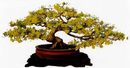 Cây mai vàng Bonsai cao 50 cm