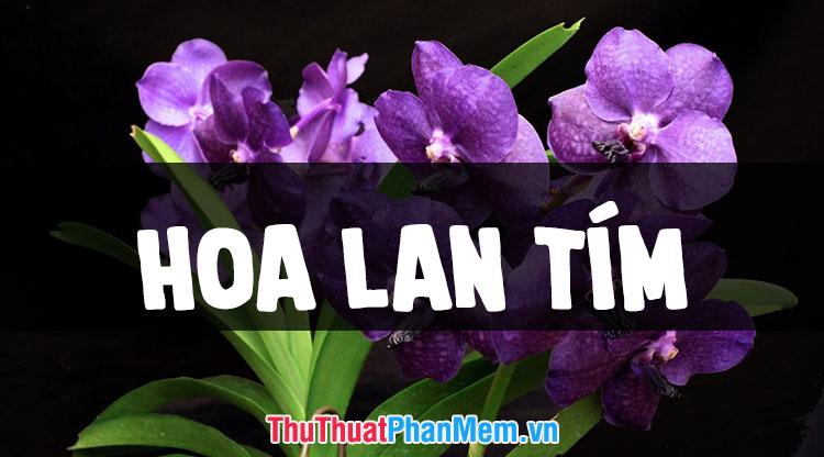 Bộ sưu tập hình ảnh hoa lan tím đẹp nhất